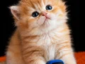 British Longhair Golden bebekler 