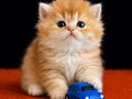British Longhair Golden bebekler 
