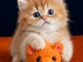 British Longhair Golden bebekler 
