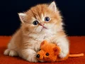 British Longhair Golden bebekler 