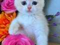 British Shorthair Golden cy12