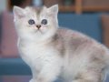 British Shorthair Silver ve Silver point yavrular