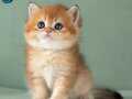 Orijinal Irk Garantili British Shorthair Golden 