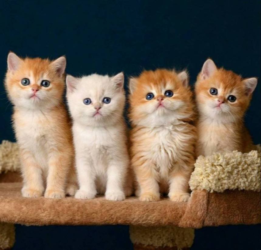 British Shorthair Golden Yavrular 