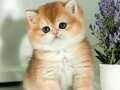 Mükemmel Kalite British Shorthair Golden Bebekler 