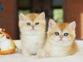 Lisanslı Üretim Evinden British Shorthair Golden Bebekler 