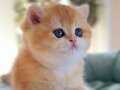 British Shorthair Golden ny12,by12,ny11