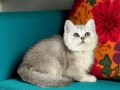 British Shorthair Silver yavrular