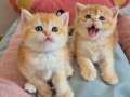 British shorthair ve longhair Golden Yavrular