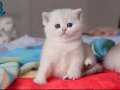 British Shorthair Silver ve Silver point