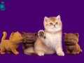 Lisanslı Üretim Evinden British Shorthair Golden 
