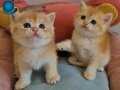 Lisanslı Üreticiden British Shorthair Golden Bebekler 