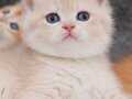 Show kalite British Shorthair Golden cy12