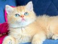 Show kalite British Shorthair Golden