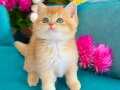 Lisanlı üretim evinden british Shorthair Golden 