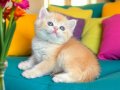 Show Kalite British Shorthair Golden ny12