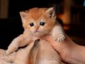 British shorthair golden ny12