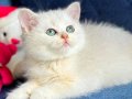 British shorthair ve longhair silver yavrular