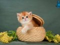 Show kalite British Shorthair Golden Bebekler 
