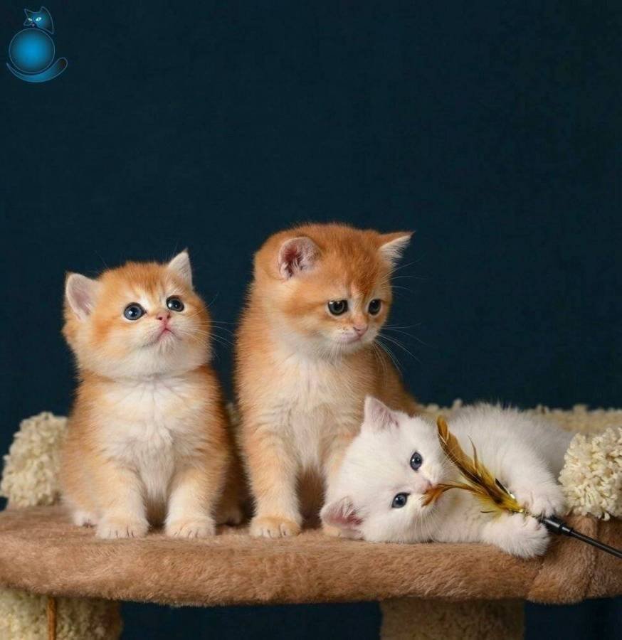 British Shorthair Golden Yavrular 