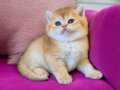 Show kalite british shorthair ve longhair golden