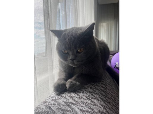 Sıcak Kanlı Sevecen Dipsy