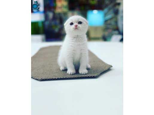 Tuvalet Eğitimi Hazır Kartopu Scottish Fold