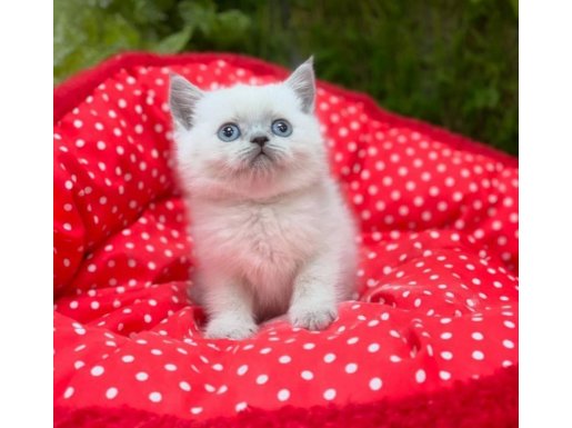 Bebek Yüz British Bluepoint Kediler 