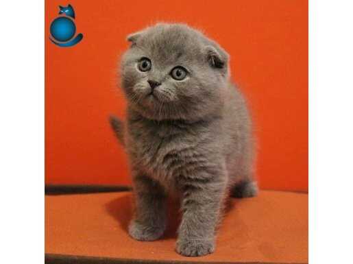 Scottish fold yavruları mevcut 