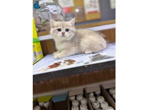 Ragdoll erkek yavrumuz yurt dışından geldi 