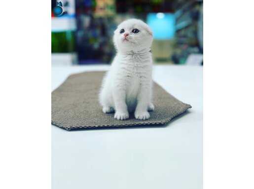 Kar topu 2 adet Scottish fold 