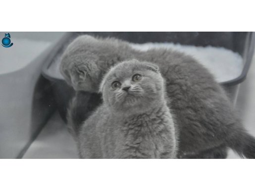 Scottish fold bebekler SAFKAN 