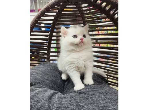 British bebekler 1 gri 2 beyaz mevcut 