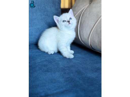 Mükemmel güzellikte bebekler geldi 