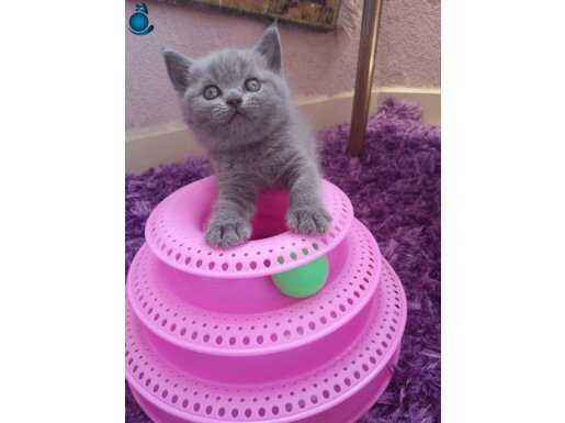 Gri ATA rengi british shorthair bebekler 