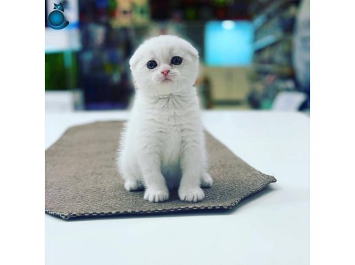 Scottish bebekler sizleri bekliyor 