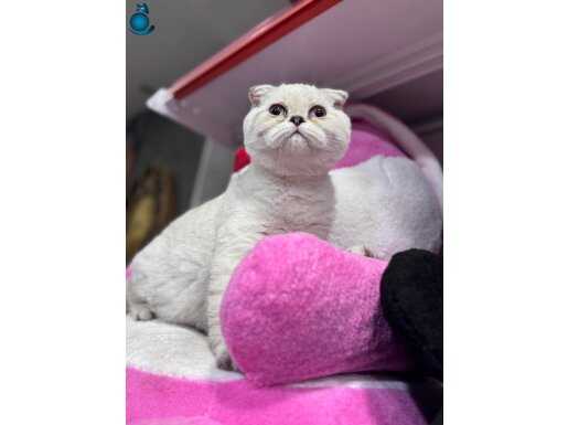 Türkiye’nin en kaliteli safkan top kafa bebekleri 