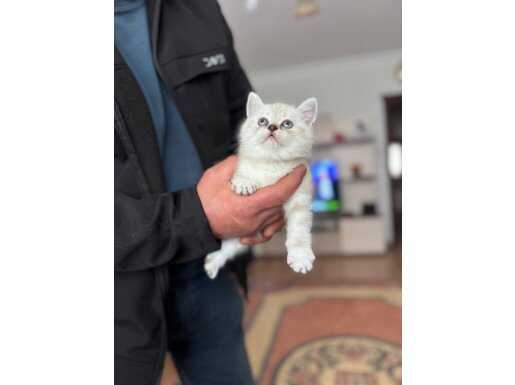 Biblo bebekler geldi sizleri bekliyor 