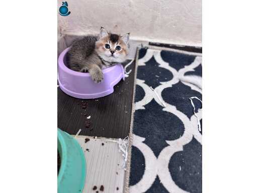 GOLDEN dişi yavrumuz geldi 