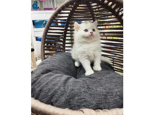 KAR BEYAZ & GOLDEN renkleri GELDİ 