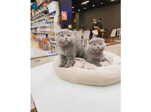 Scottish fold kedilerimiz geldi 