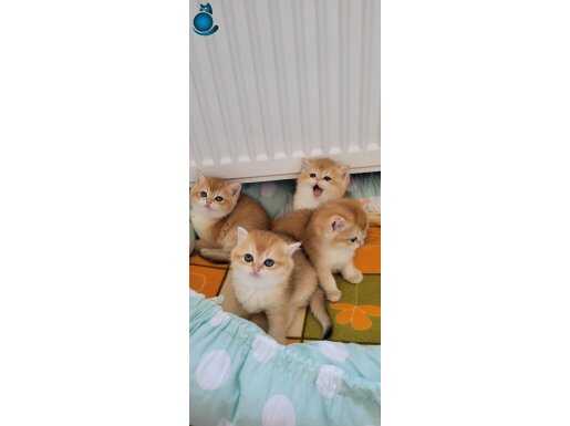 GOLDEN british TÜRKİYENİN en GÜZELLERİ 