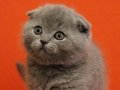 Scottish fold yavruları mevcut 
