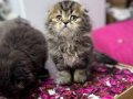 Aslanbaş Görünümlü Scottish Fold