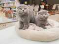 Scottish fold kedilerimiz geldi 