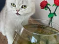 1 YAŞINDA DİŞİ KISIRLAŞTIRILDI