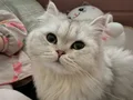 1 YAŞINDA DİŞİ KISIRLAŞTIRILDI