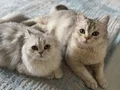 1 YAŞINDA DİŞİ KISIRLAŞTIRILDI