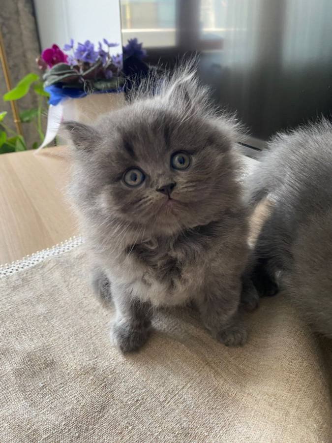 2 AYLIK BRITISH LONGHAIR 