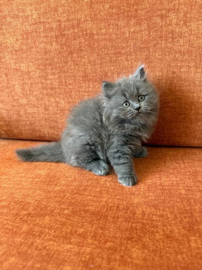 2 AYLIK BRITISH LONGHAIR 